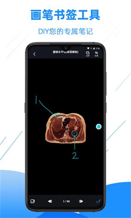 影像解剖图谱截图